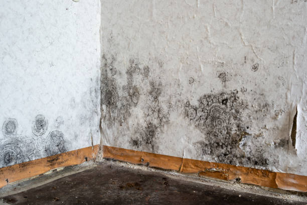 Best Toxic Mold Removal  in Lely Resort, FL